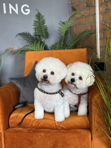 Capital Grooming