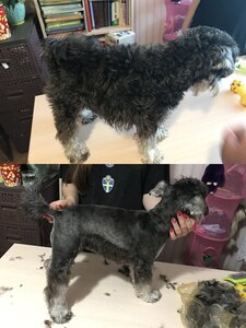 Стрижка животных Одесса