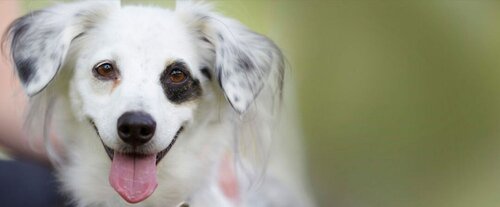 Грумінг Львів «Happy animals»