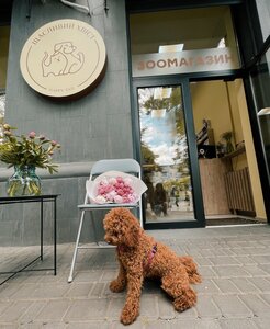 Зоомагазин «Sunny Tail»