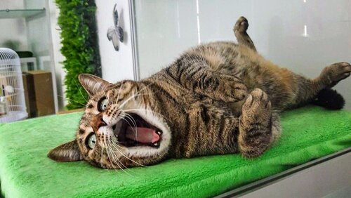 Мир Мяу