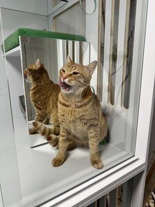 Мир Мяу