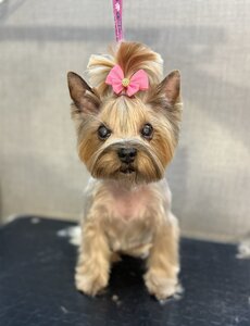 Грумінг Салон Betty Школа Грумінгу