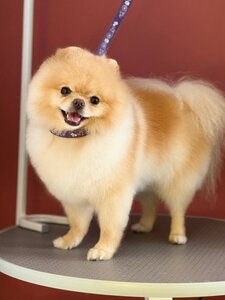 Amigos - Grooming Salon