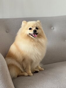 Amigos - Grooming Salon