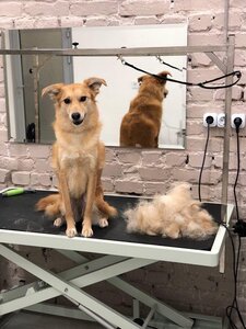 Hipaw грумінг салон