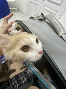 Hipaw грумінг салон