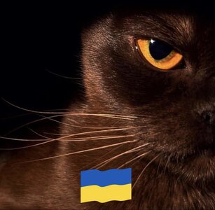 Розплідник Котів Європейської бурми MAKQUEEN*UA