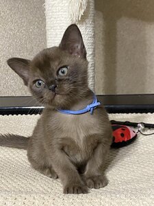 Розплідник Котів Європейської бурми MAKQUEEN*UA