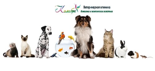 Колібрі