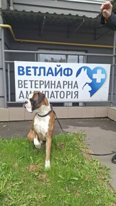 Ветлайф