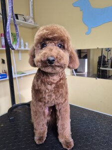 Leo Grooming Club