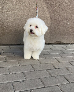 Leo Grooming Club