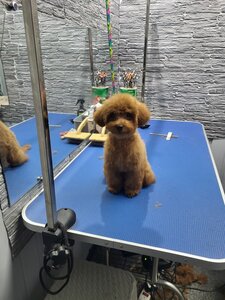 Грумінг-салон, зоомагазин, ветеринарна клініка LovelyPets