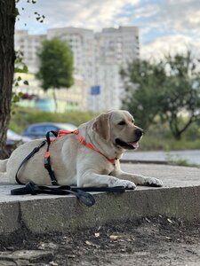 Дресирування собак MaliGuards Club K9