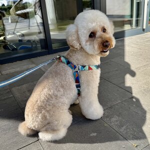 Wuff Groom