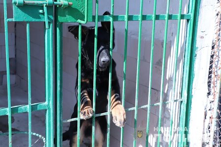 Кинологический центр