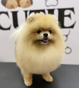 Груминг салон Cutie paw