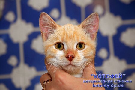 Ветеринарна клініка Котофей
