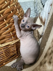 Ветеринарна клініка Котофей