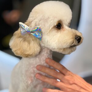 Grooming salon Ami Ami
