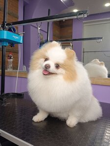 Pet groom