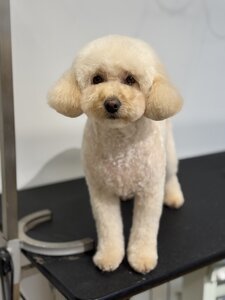 Грумінг салон «Charlie&Woof»