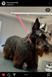 FAYNO Grooming & pet's care