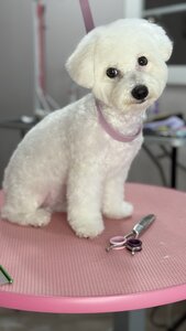 FAYNO Grooming & pet's care