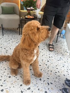 The PET грумінг