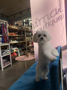Animal boutique