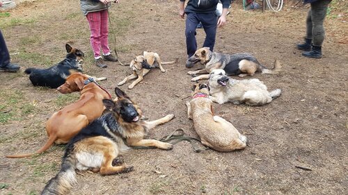 Дрессировка собак в Дайберге