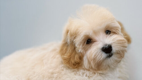 Dog upgrade grooming studio