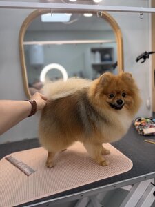 Dog upgrade grooming studio