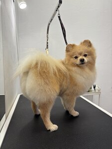 Центр догляду та здоров’я тварин PAWFECT
