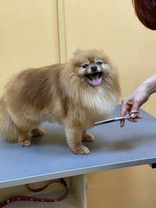 Dacota Groom — грумінг салон