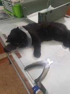 Маркиз ветеринарная клиника