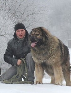 Кавказська вівчарка у Харкові CAUCASIAN SHEPHER DOG KH