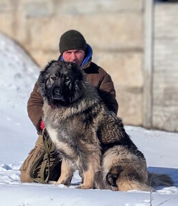 Кавказська вівчарка у Харкові CAUCASIAN SHEPHER DOG KH