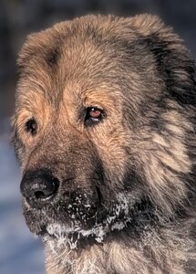 Кавказська вівчарка у Харкові CAUCASIAN SHEPHER DOG KH