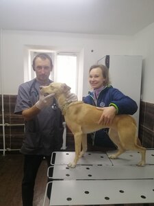 Державна лікарня ветеринарної медицини Шевченківського району