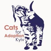Cats for Adoption Kyiv