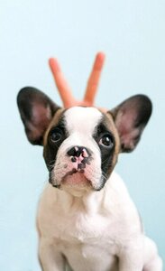 Груминг салон Doggy Couture