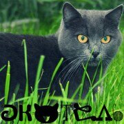 CatsHotel - Гостиница для кошек киев
