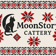 MoonStory - Британські кошенята, срібляста та золота шиншила. British shorthair kittens gold and