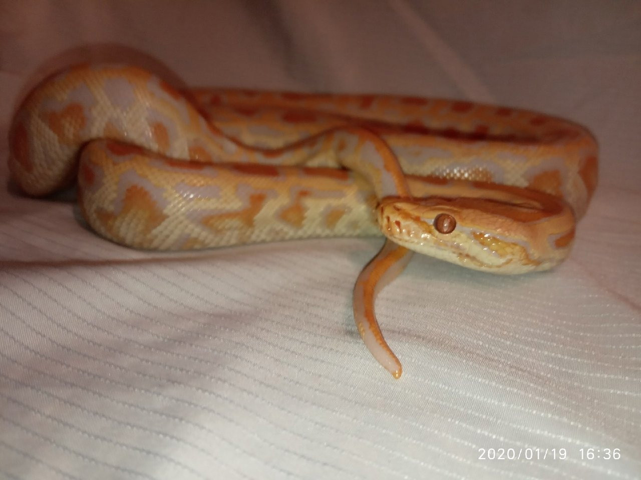 Тигровый питон. Альбинос. Python molurus albino.