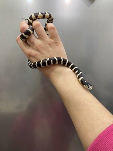 калифорнийская королевская черно белая змея - ручные домашние змейки