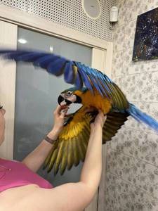 Птенцы попугая Ара, большой попугай Ара сине-желтый