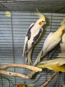 Пташенята папуги Корела, корела з чубом різнобарвні
