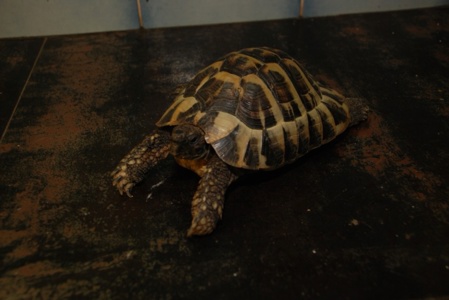 Велика балканська черепаха, сухопутна